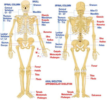 Exercise Reports Muscle Anatomy Skeletal Anatomy Fitness and Gyms for ...